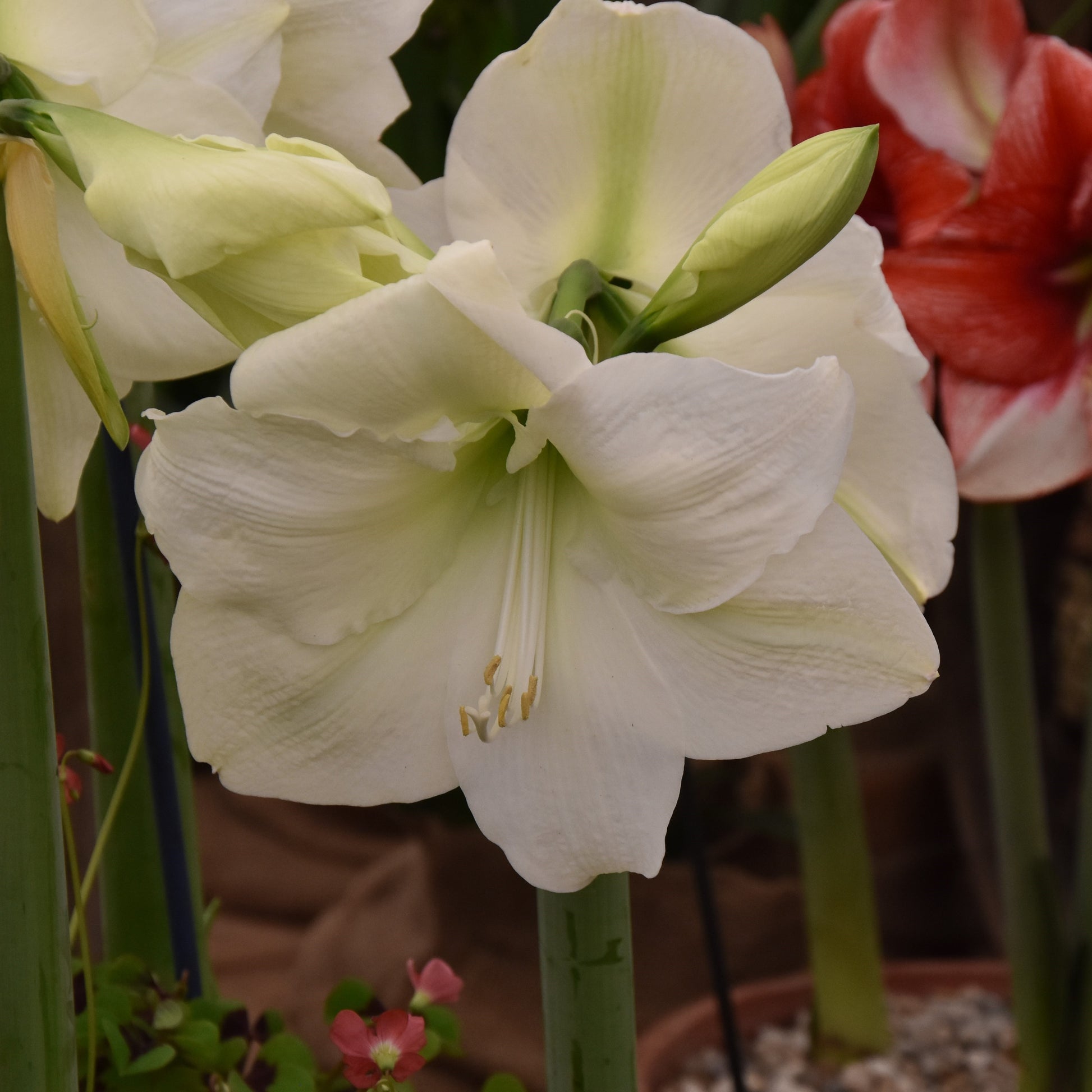 Hippeastrum Mont Blanc