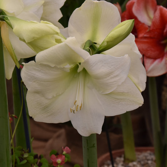 Hippeastrum Mont Blanc