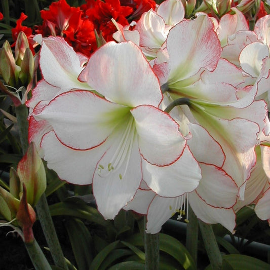 Hippeastrum Picotee