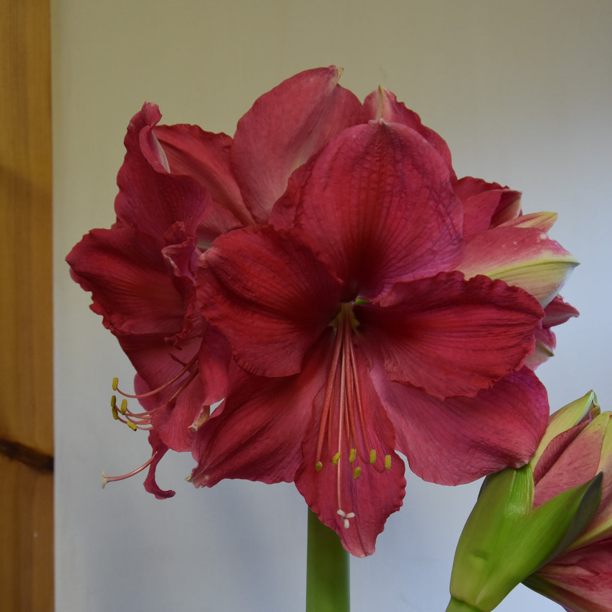 Hippeastrum Pink Surprise XL 42/44