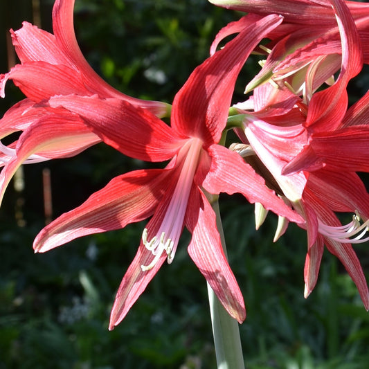 Hippeastrum Quito