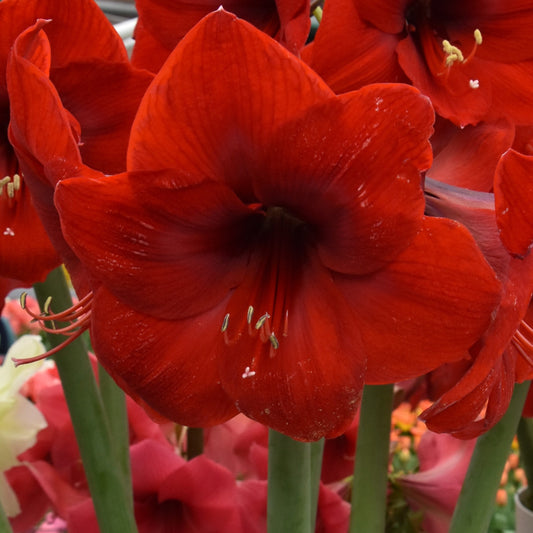 Hippeastrum Red Lion