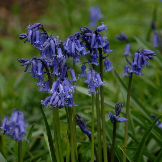 Hyacinthoides non-scripta