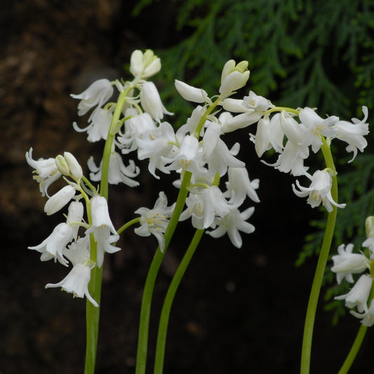 Hyacinthoides non-scripta Alba
