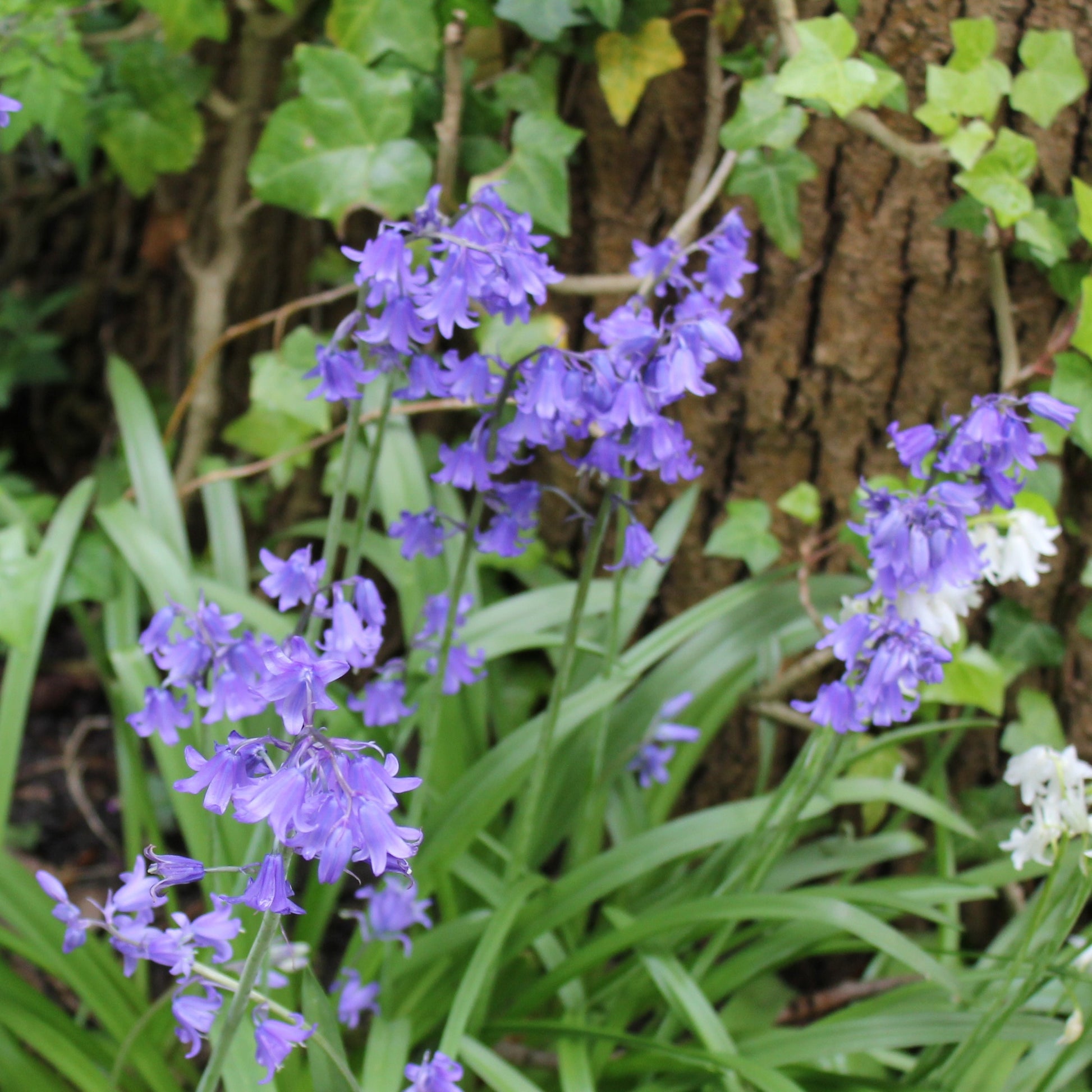 Hyacinthoides Bakkums Blue