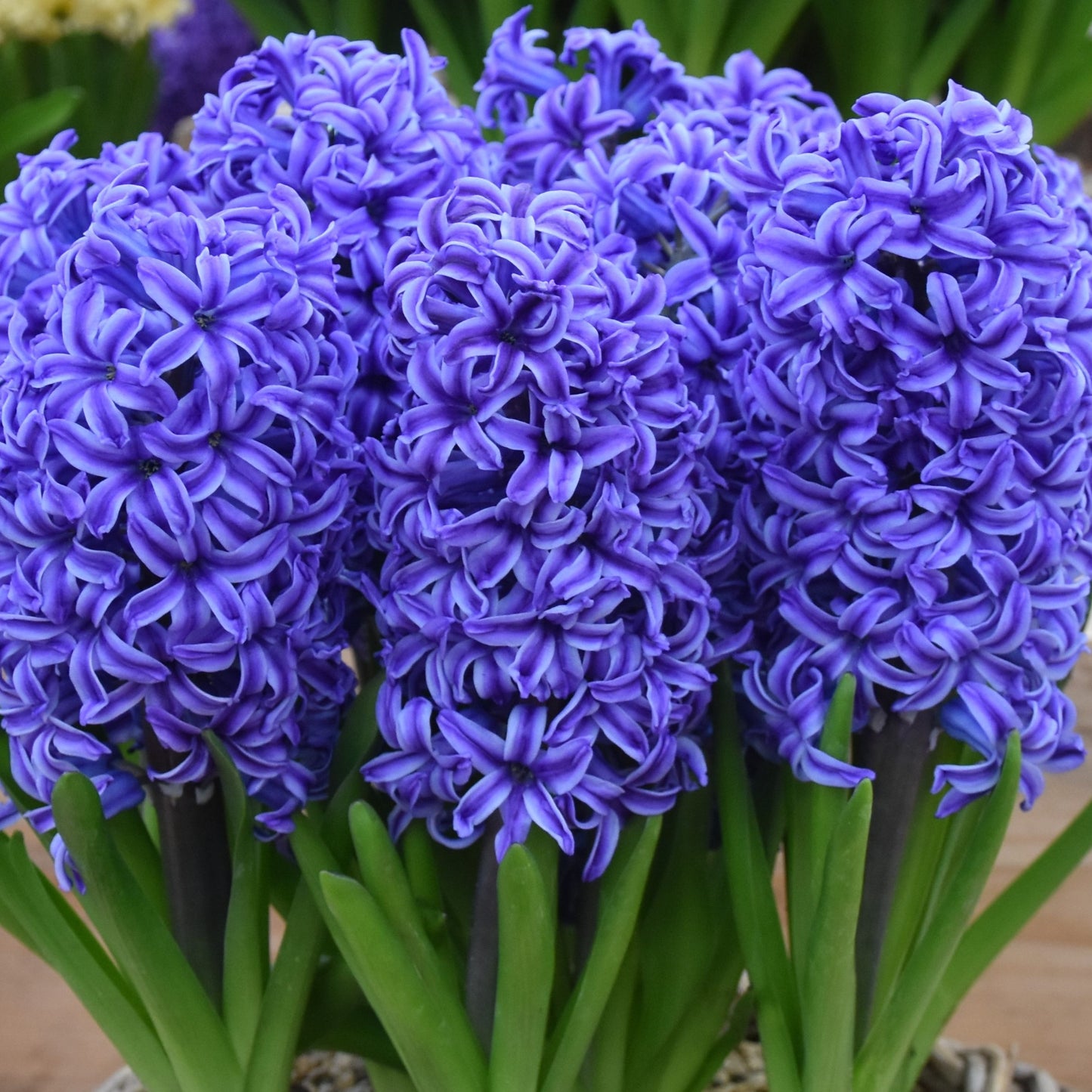 Hyacinth Blue Jacket