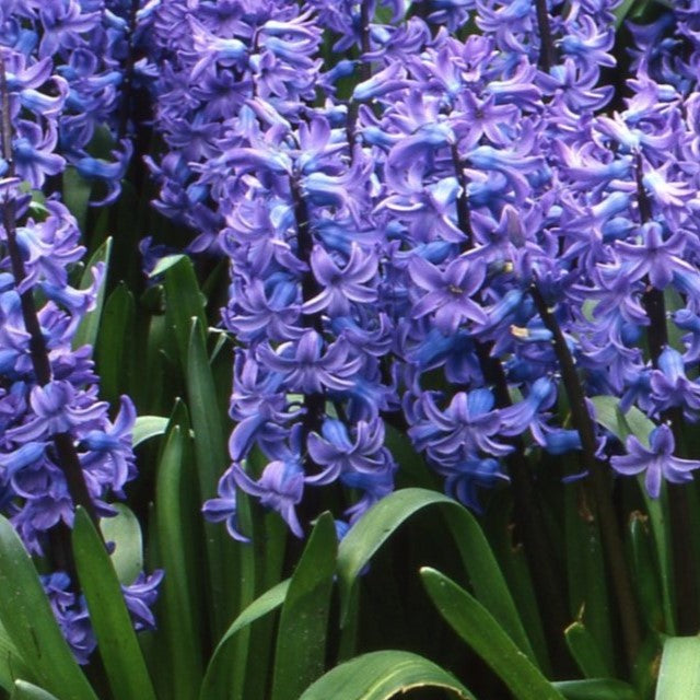 Hyacinth Blue Pearl