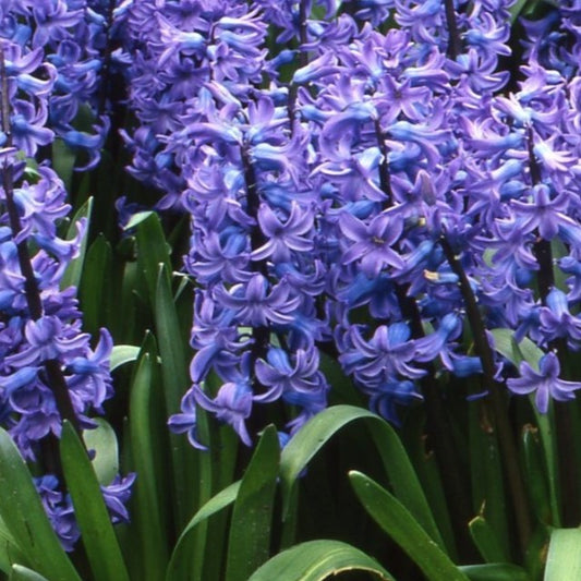Hyacinth Blue Pearl