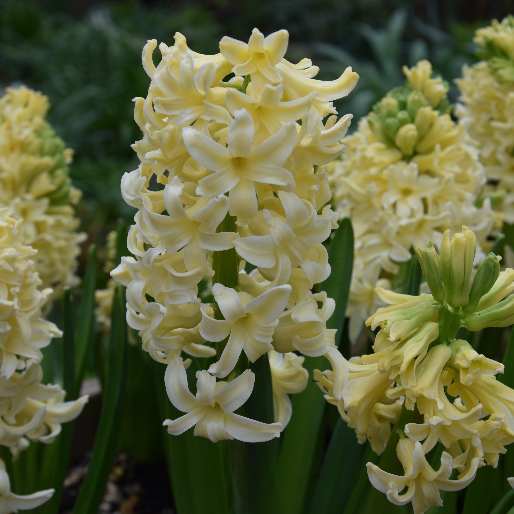 Hyacinth City of Haarlem
