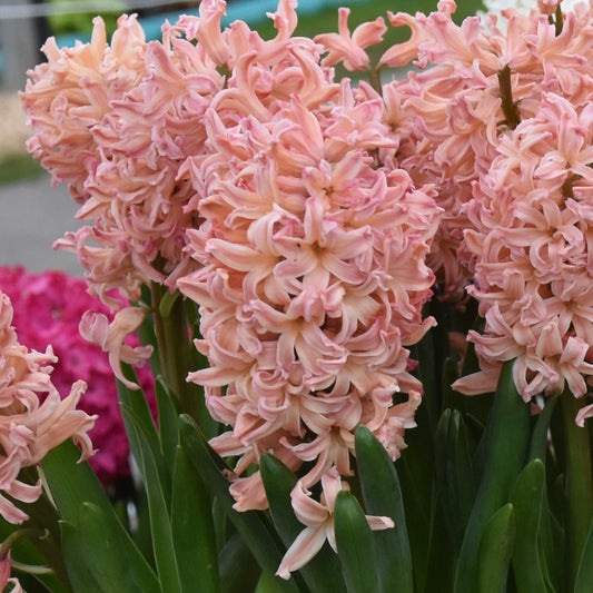 Hyacinth Gipsy Queen