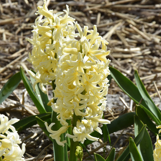 Hyacinth Gipsy Princess