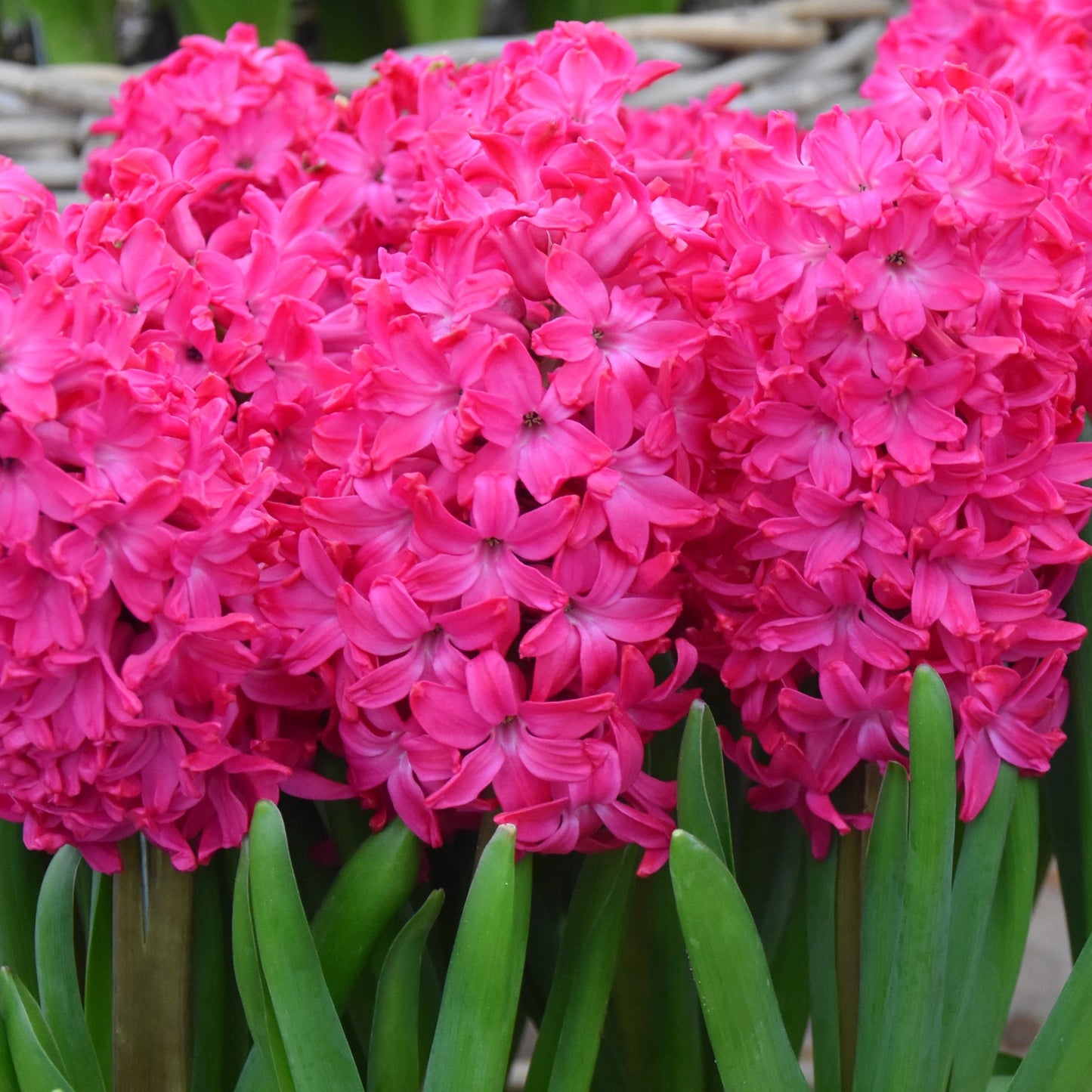 Hyacinth Jan Bos