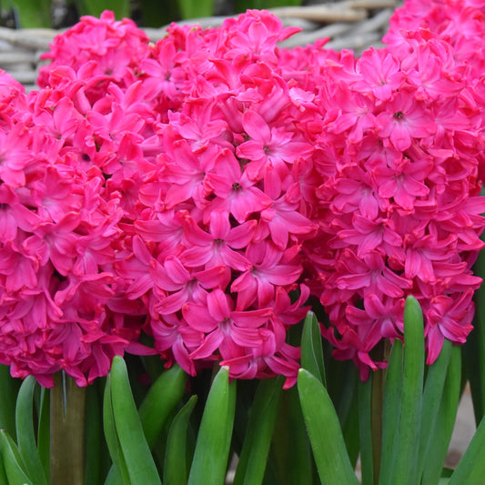 Hyacinth Jan Bos