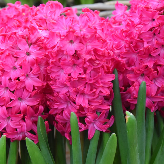 Hyacinth Jan Bos