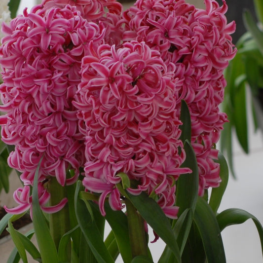 Hyacinth Pink Pearl