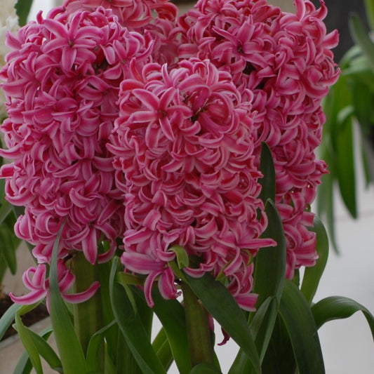 Hyacinth Pink Pearl