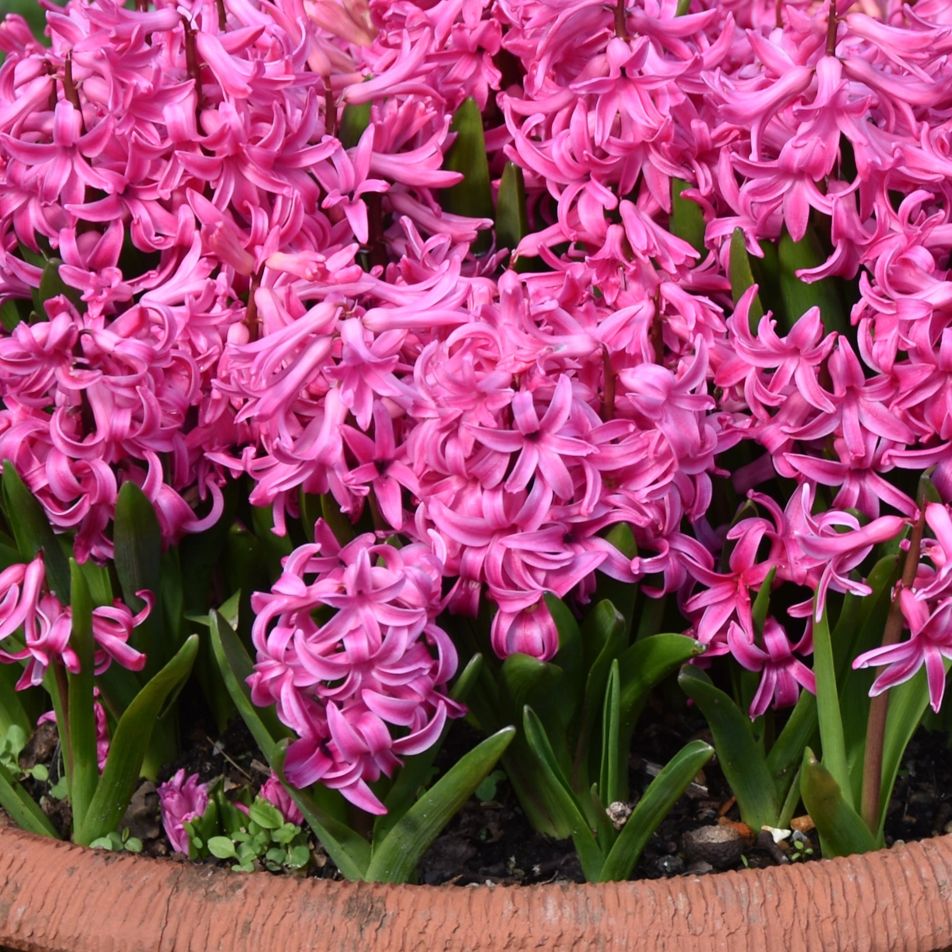 Hyacinth Pink Pearl