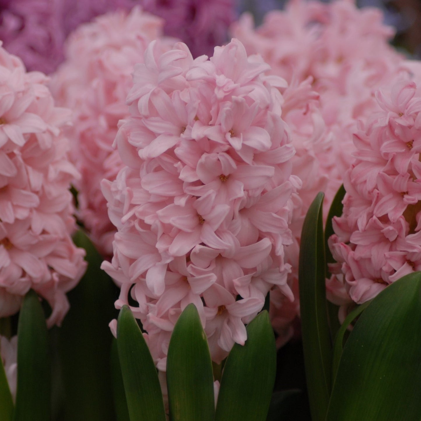 Hyacinth Pink Elephant