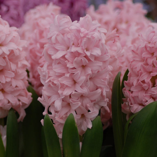 Hyacinth Pink Elephant