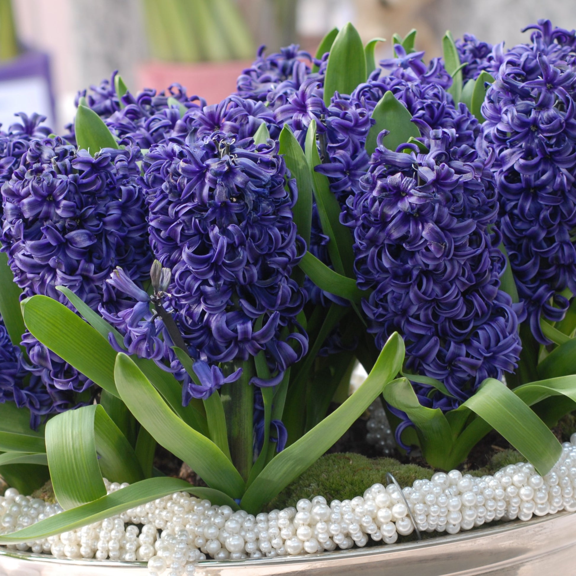 Hyacinth Blue Pearl
