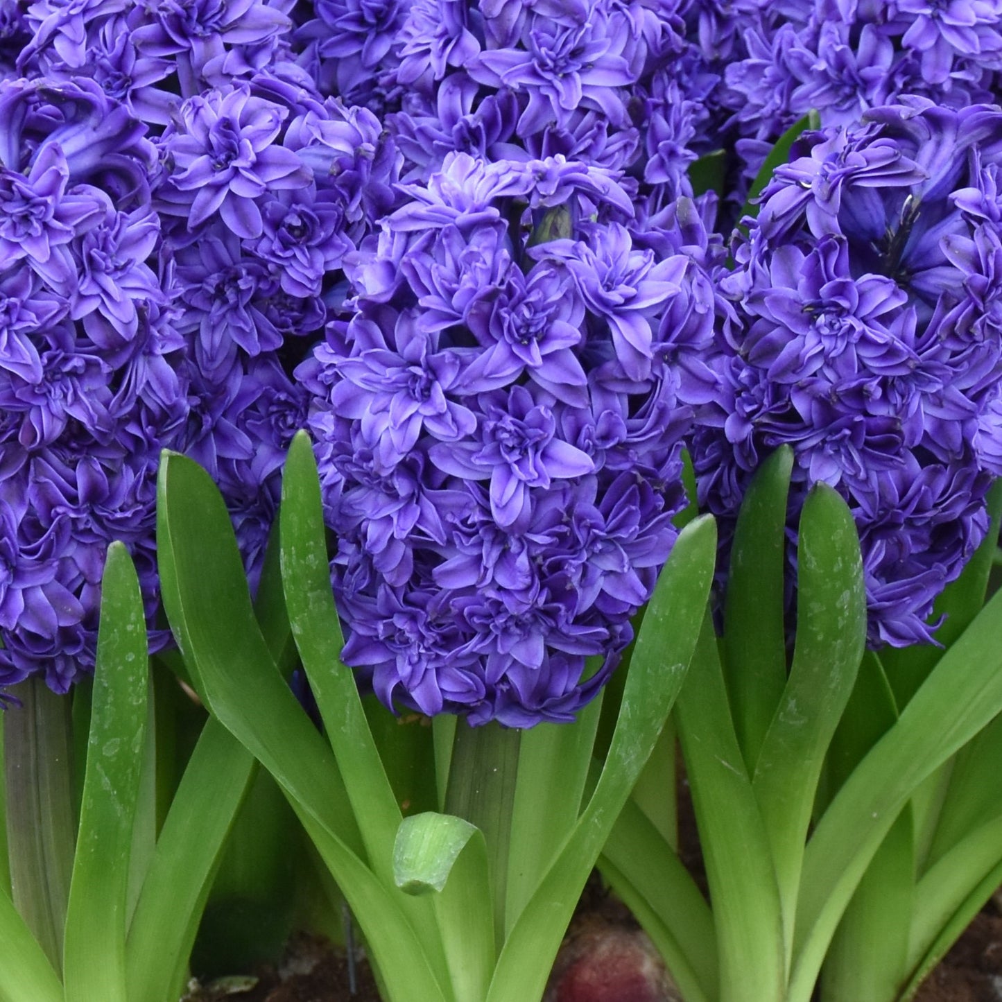 Hyacinth Flowered Royal Navy