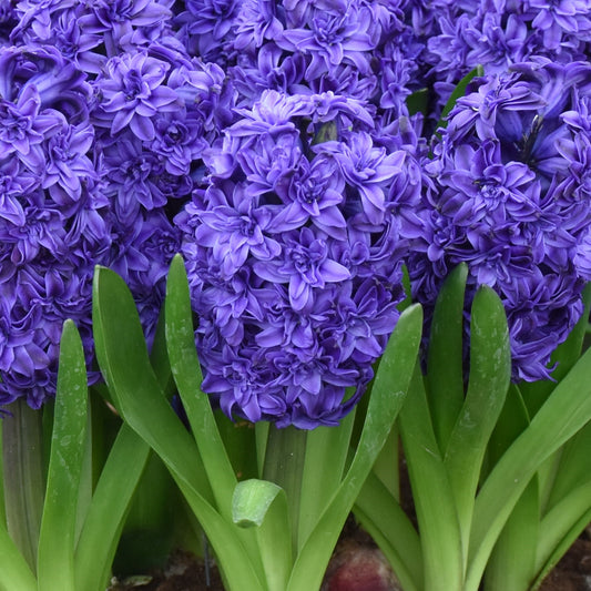 Hyacinth Flowered Royal Navy