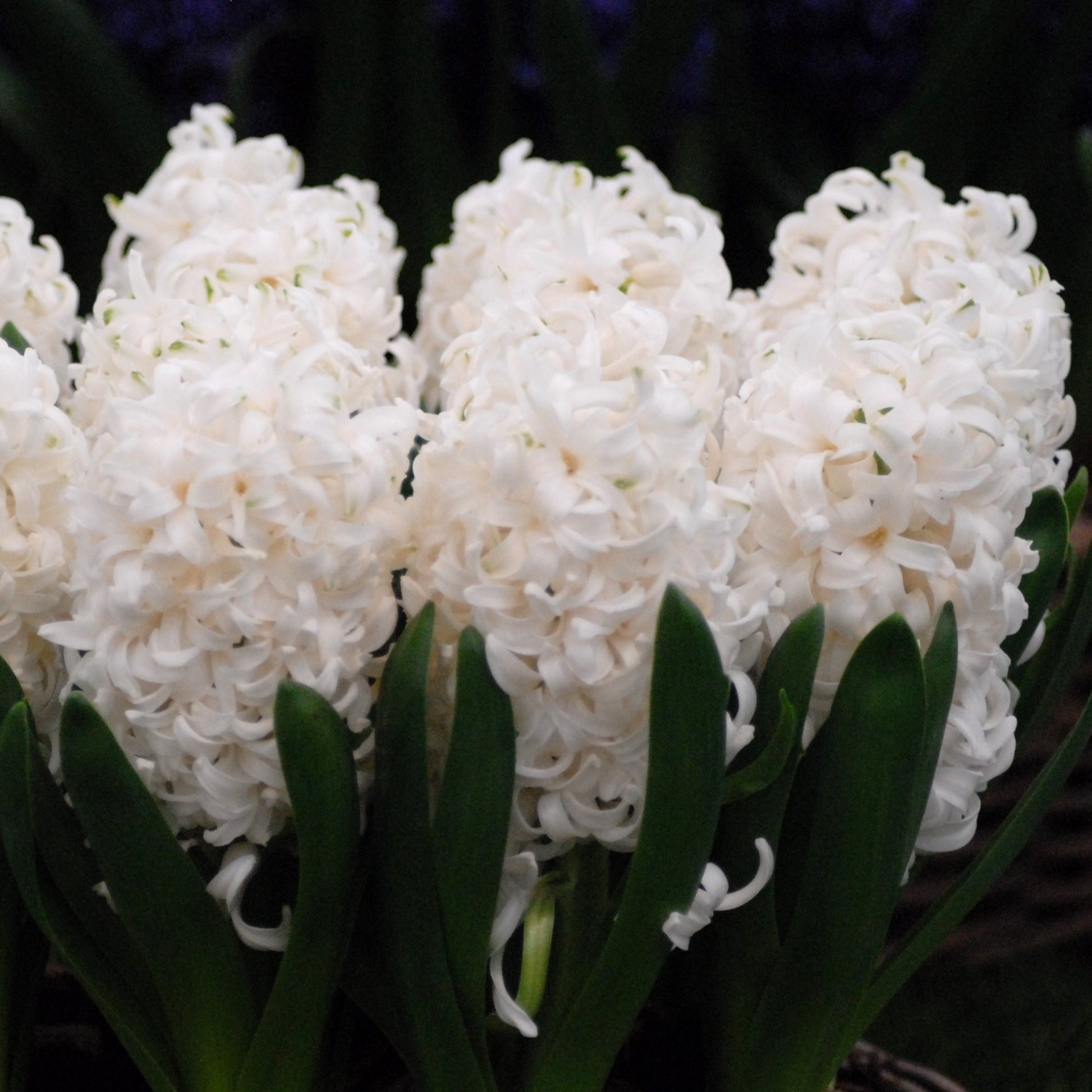 Hyacinth White Pearl