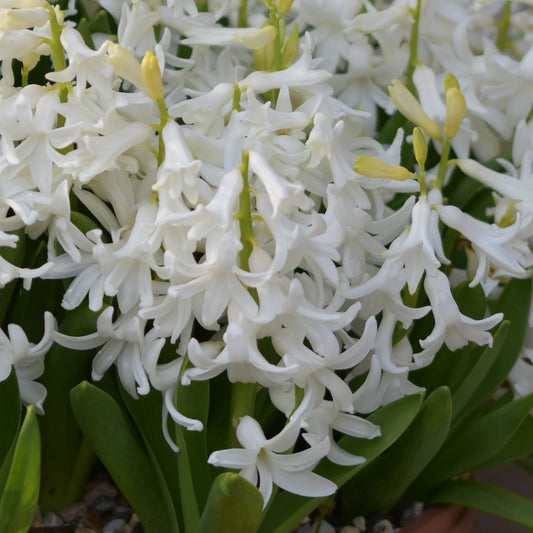 Hyacinth White Pearl