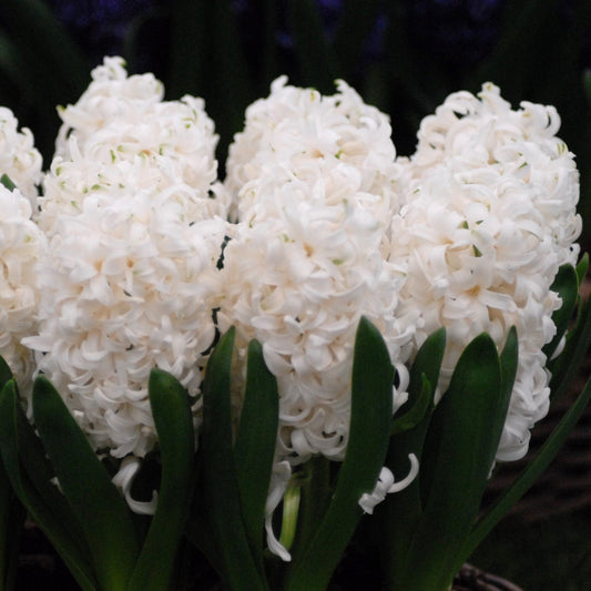 Hyacinth White Pearl