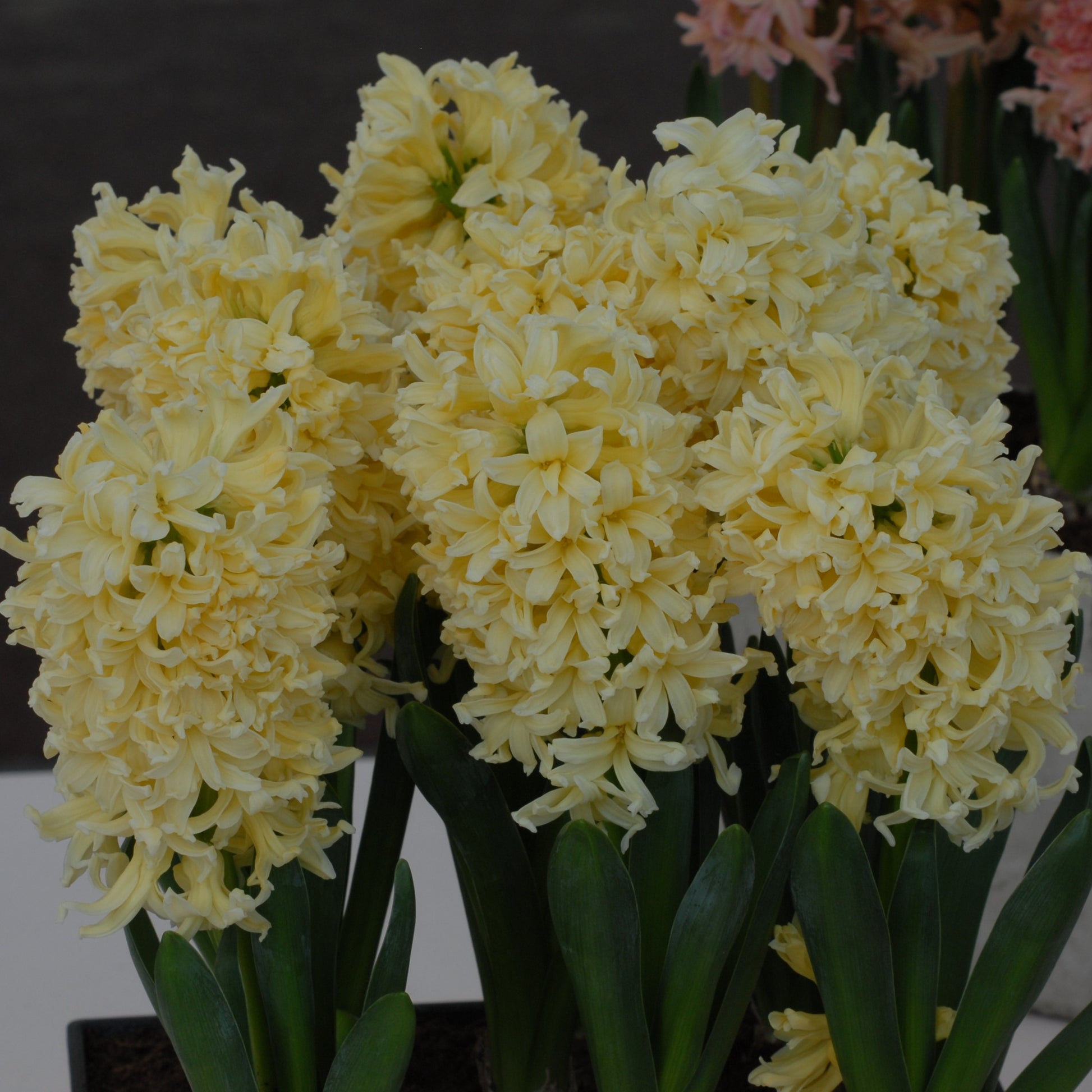 Hyacinth Yellow Queen