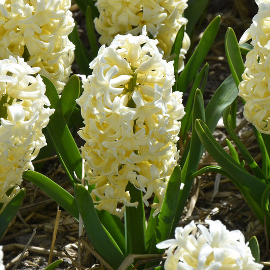 Hyacinth Yellowstone