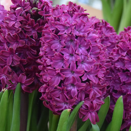 Hyacinth Woodstock