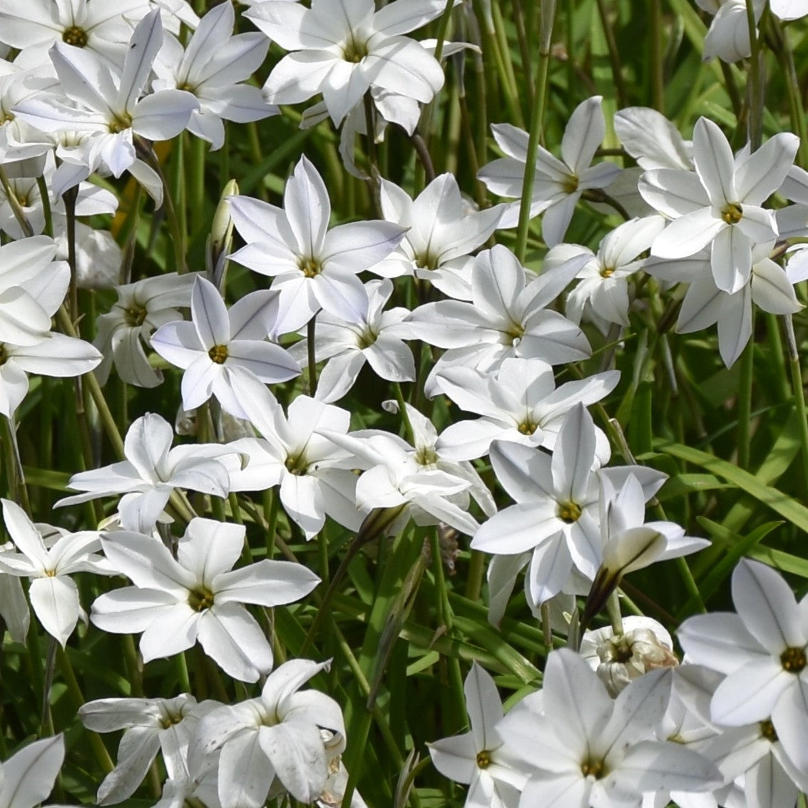 Ipheion uniflorum 'Alberto Castillo'