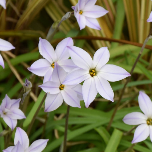 Ipheion uniflorum