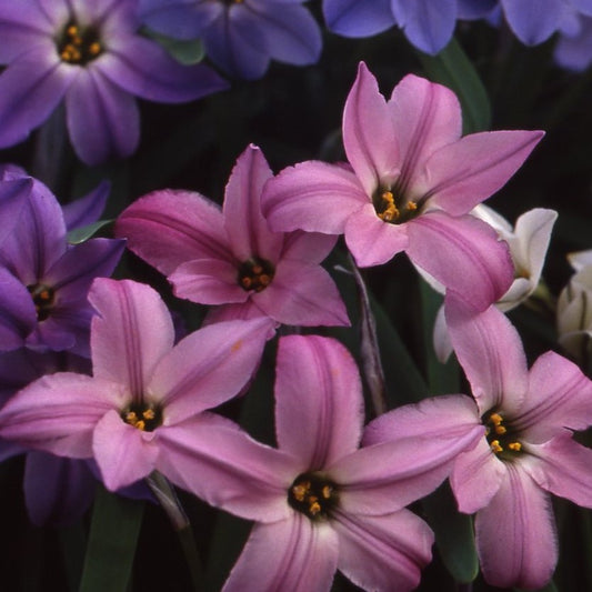 Ipheion uniflorum 'Charlotte Bishop'