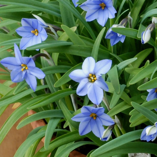 Ipheion uniflorum 'Jessie'