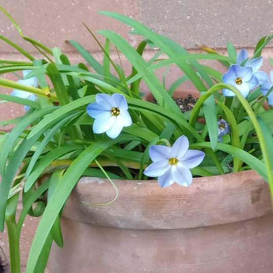 Ipheion uniflorum 'Rolf Fiedler'