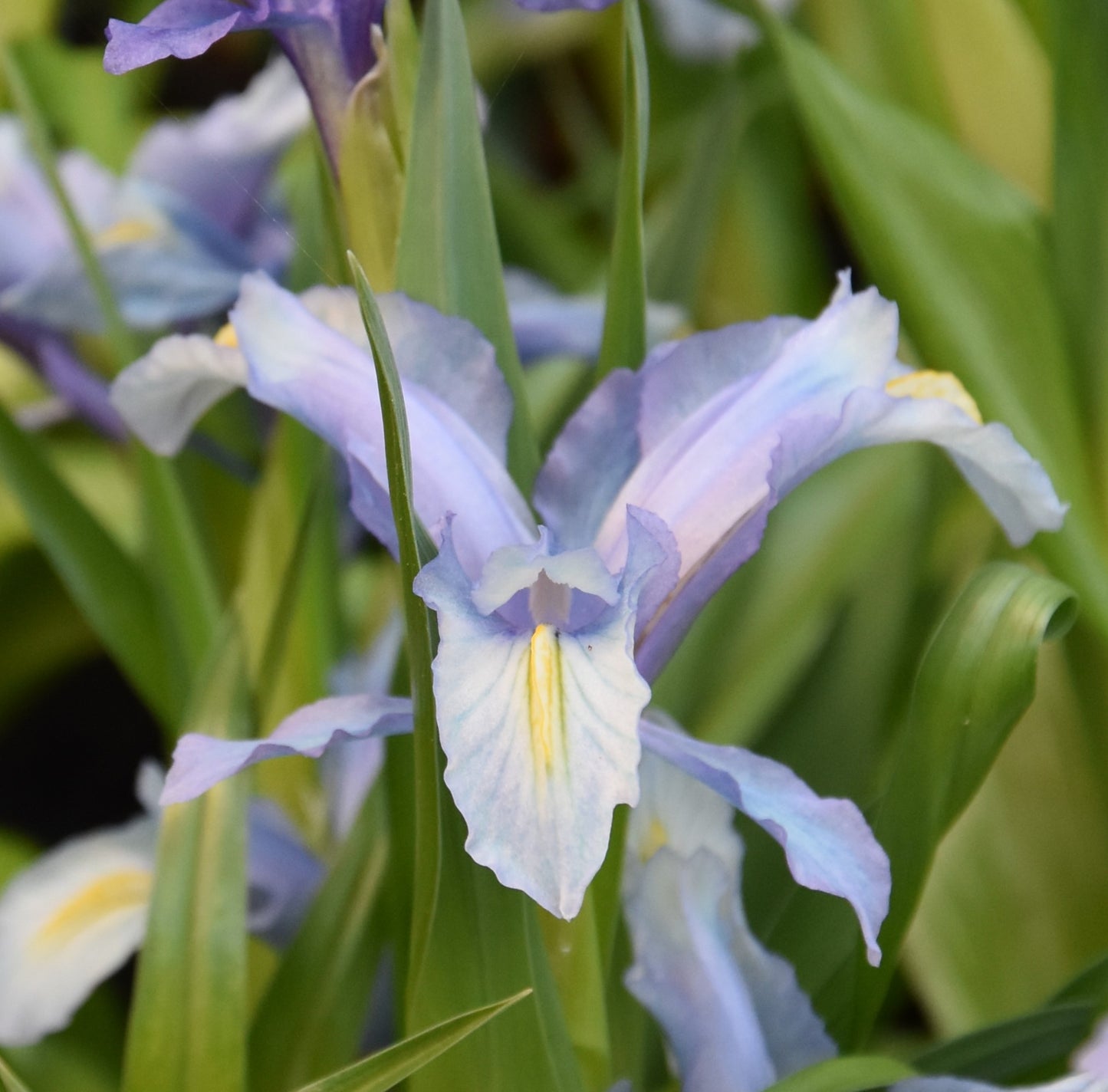 Iris aucheri