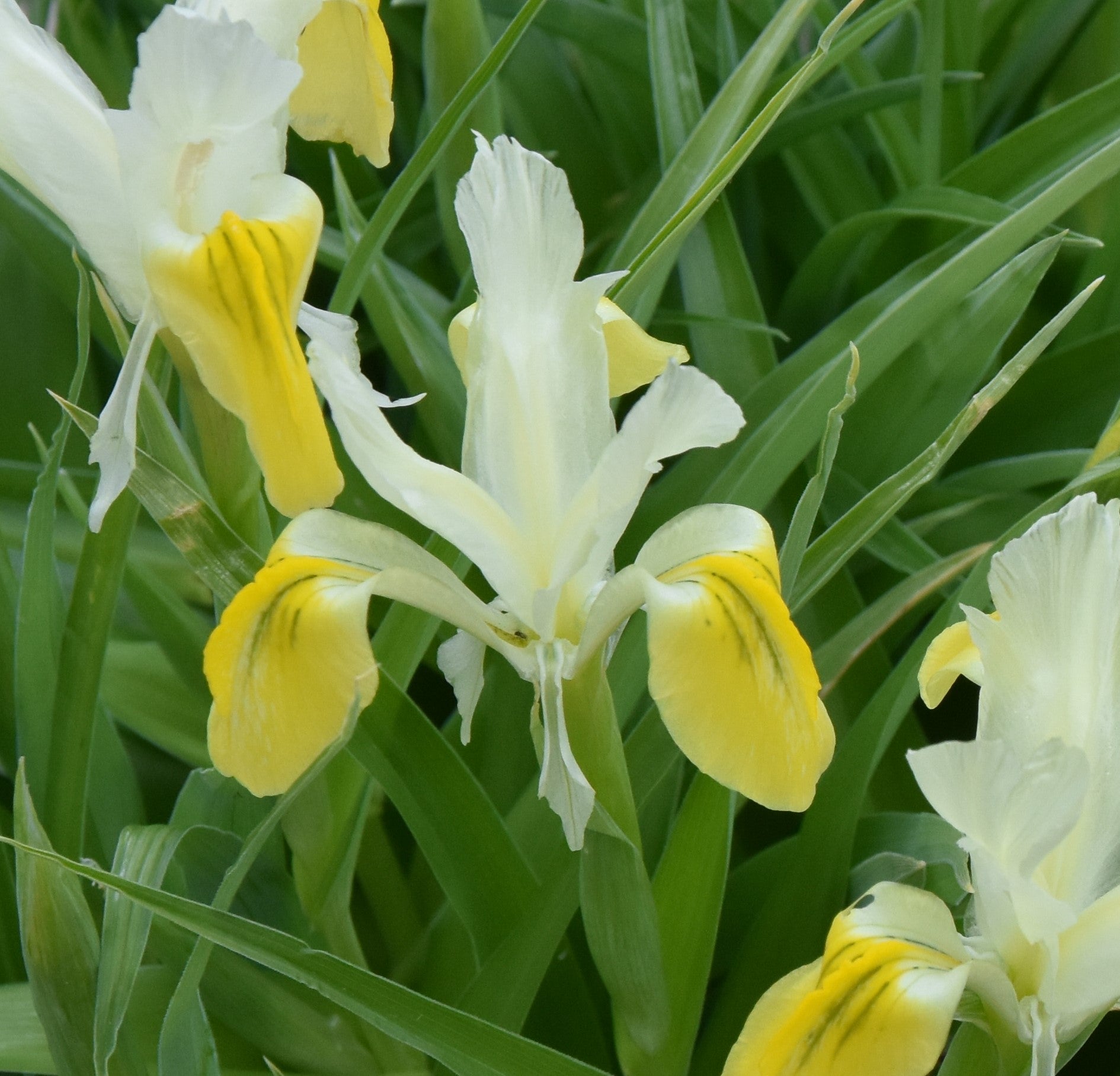 Iris bucharica