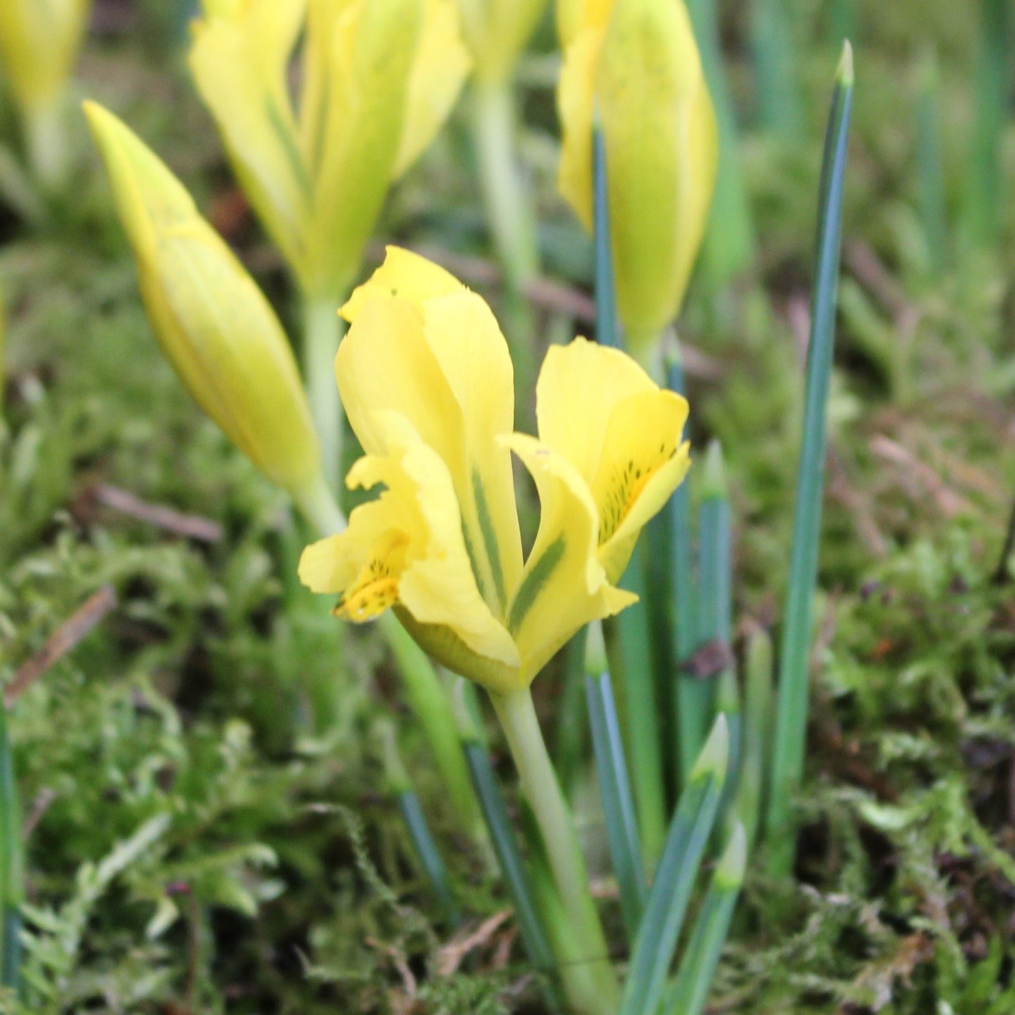 Iris danfordiae
