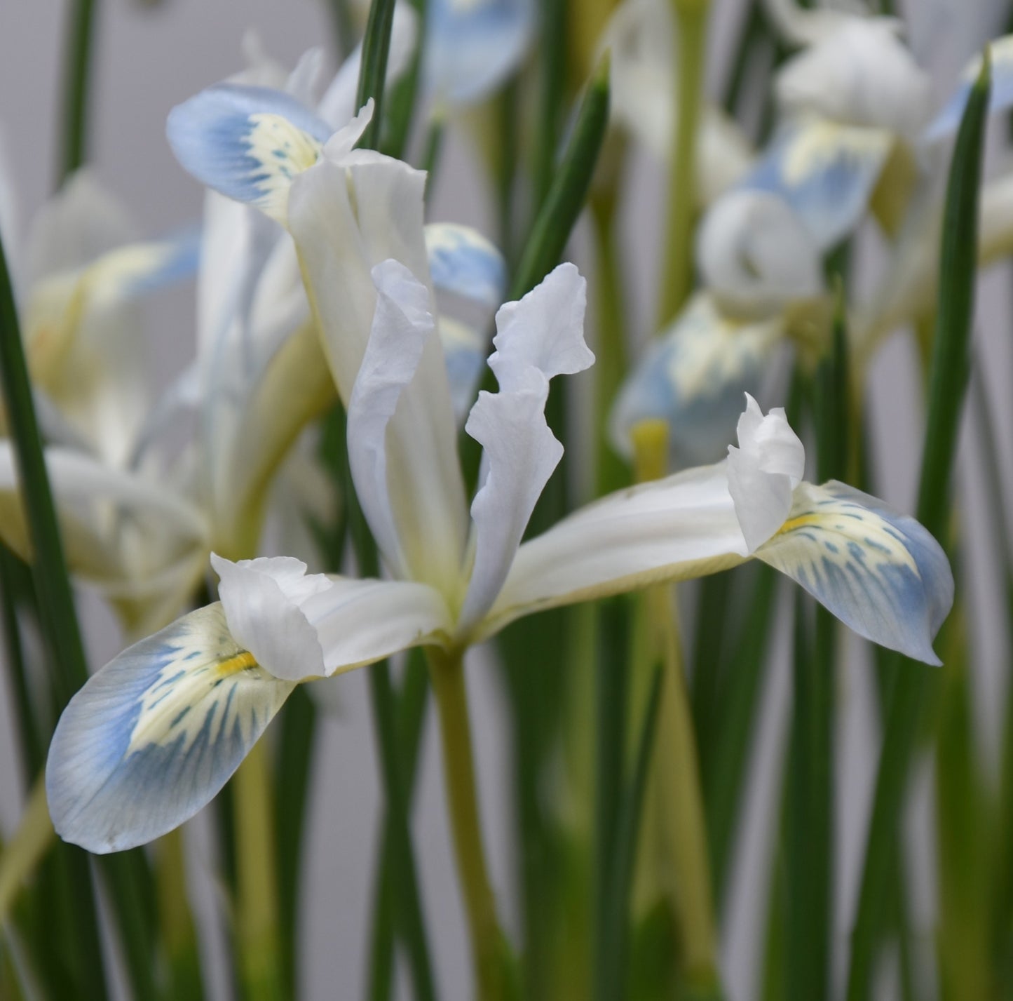 Iris reticulata 'Frozen Planet'
