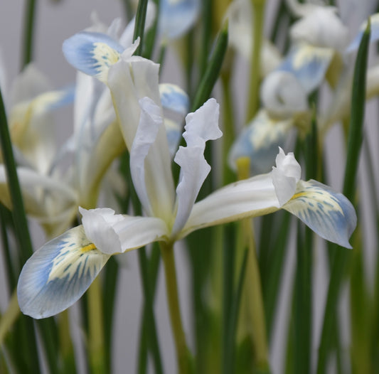 Iris reticulata 'Frozen Planet'