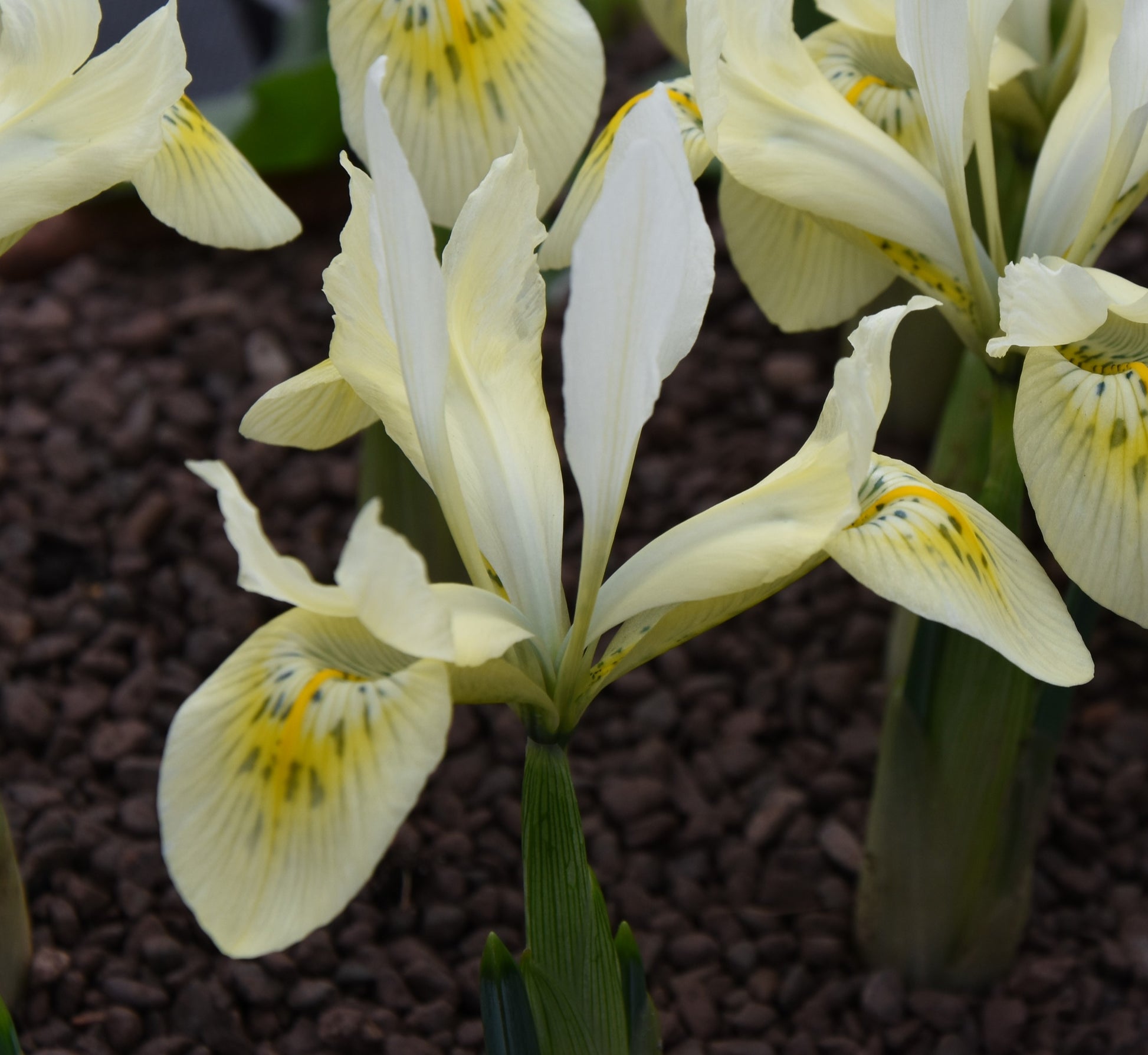 Iris histrioides 'Katharine’s Gold'