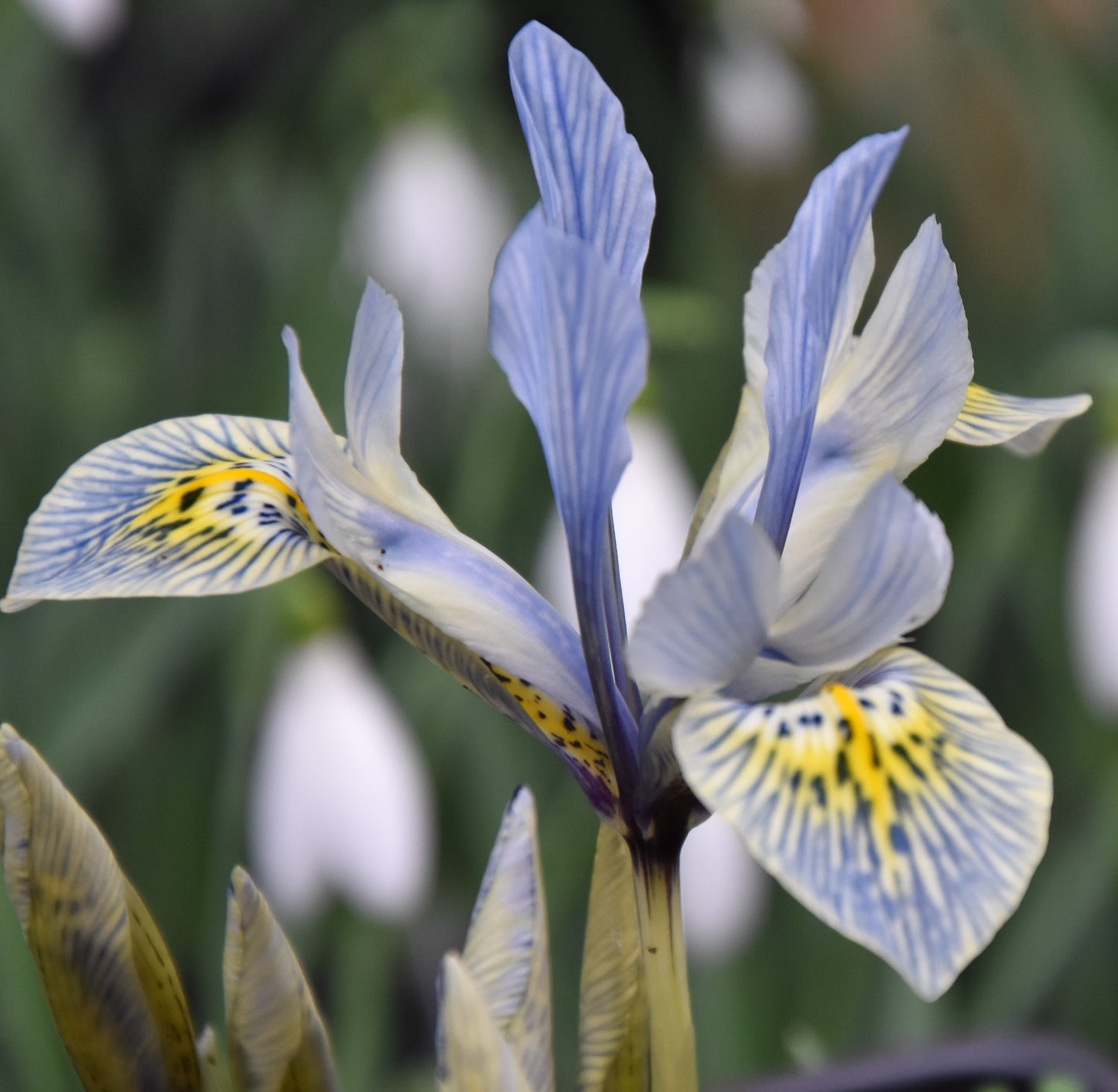 Iris histrioides 'Katharine Hodgkin'