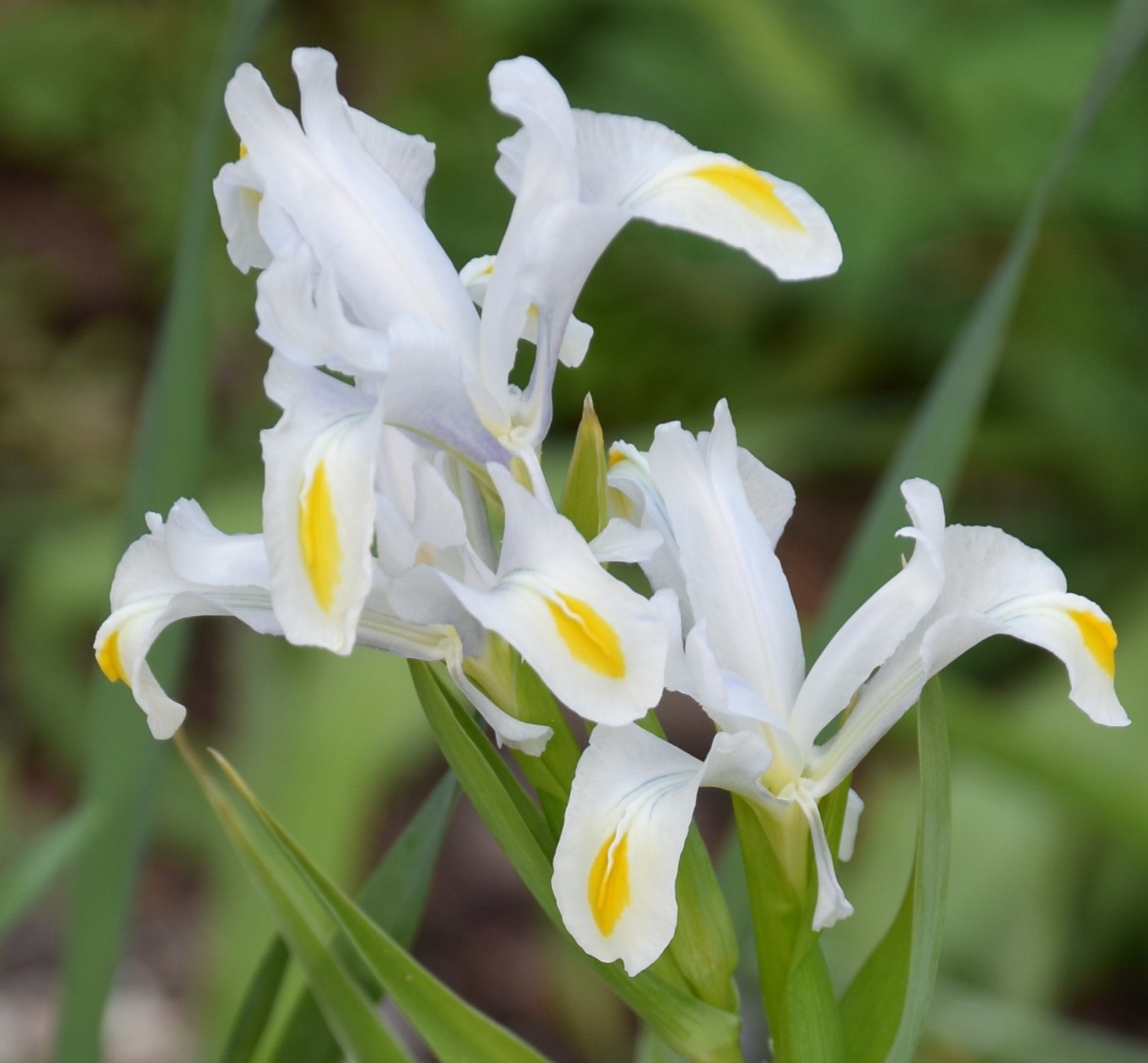 Iris hoogiana