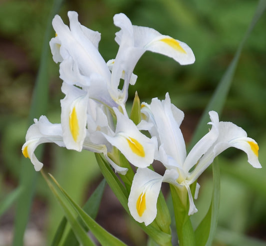Iris hoogiana