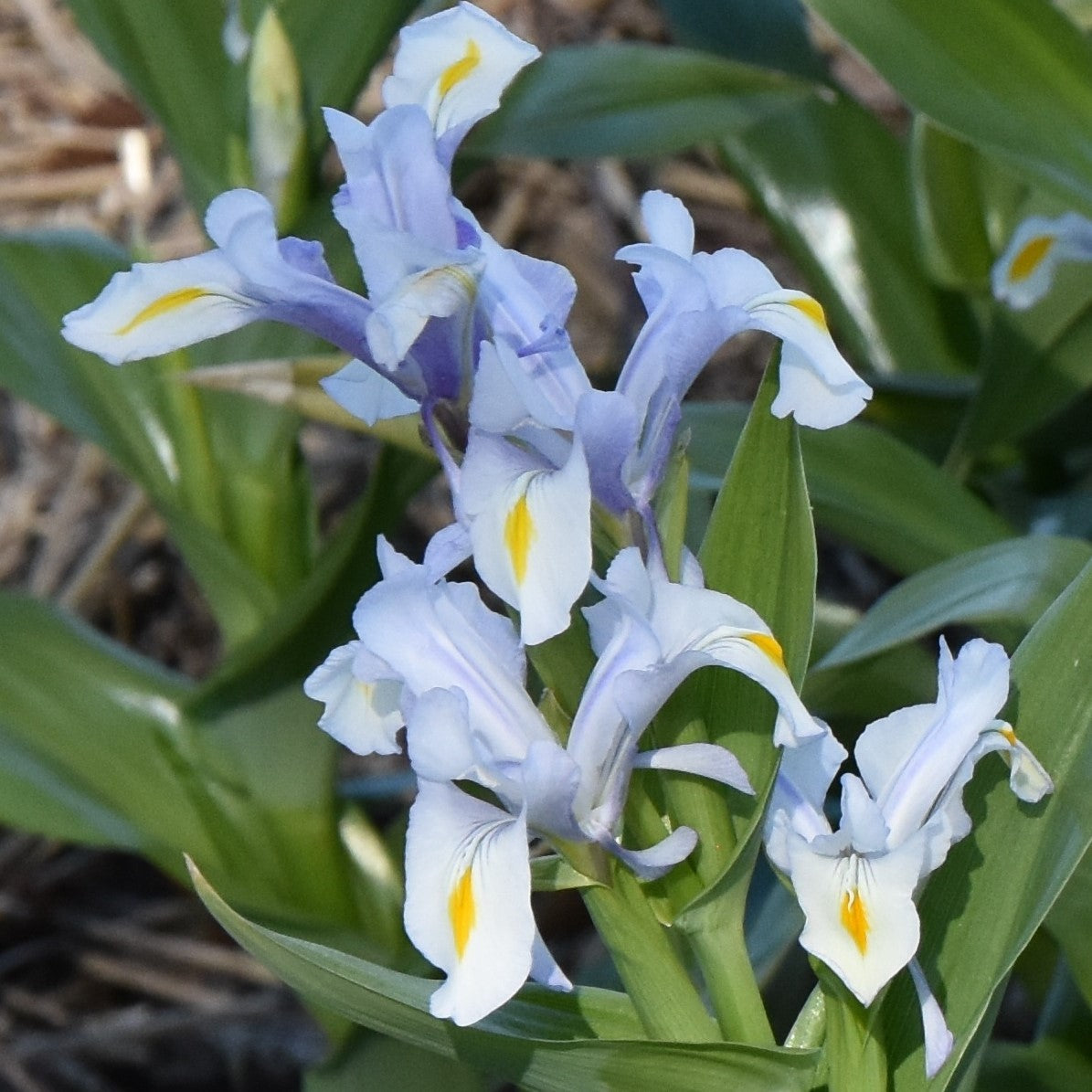 Iris magnifica