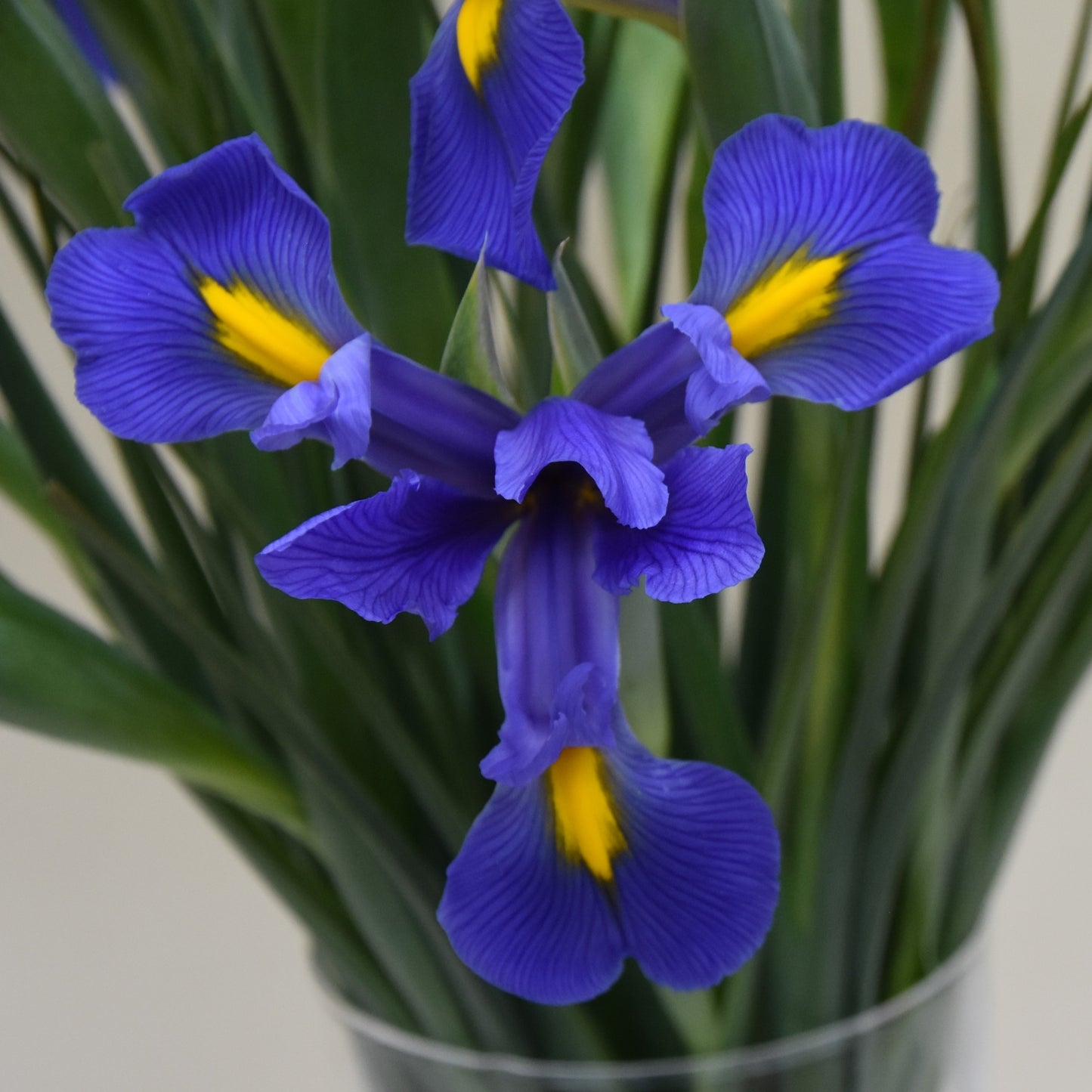 Iris Dutch Hybrids Mickey Ocean.
