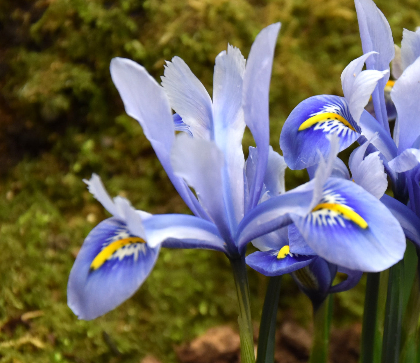 Iris reticulata 'Alida'