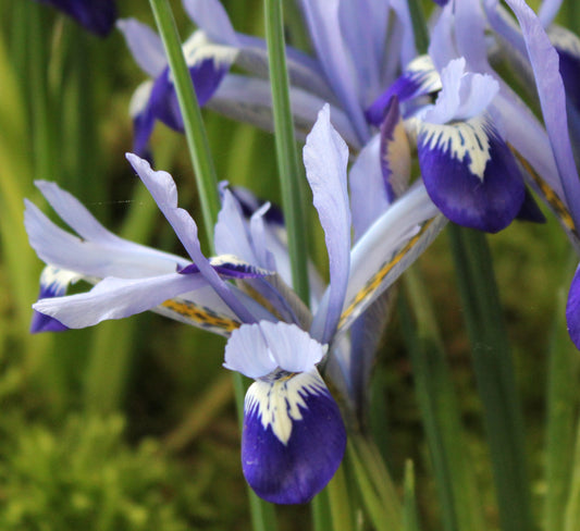 Iris reticulata 'Clairette'